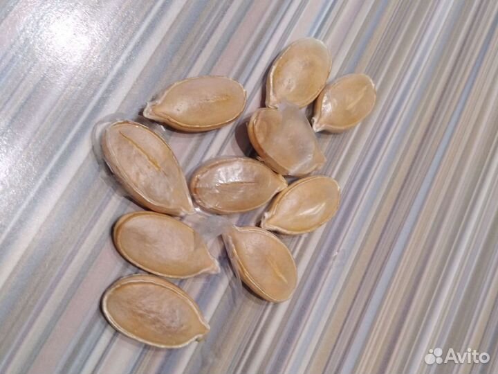 Семена тыквы из Америки