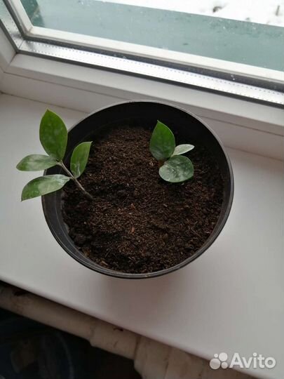 Доллоровое дерево