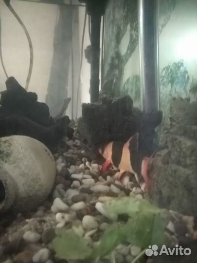 Аквариумные рыбки