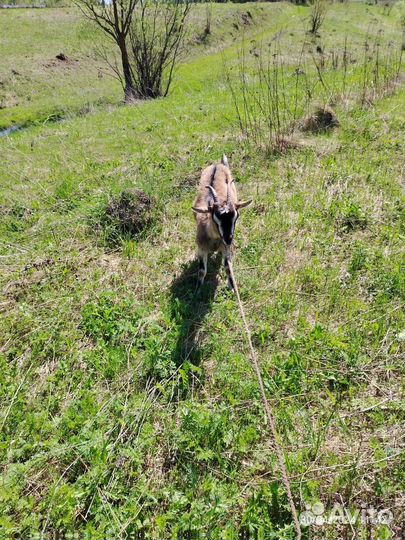 Коза дойная