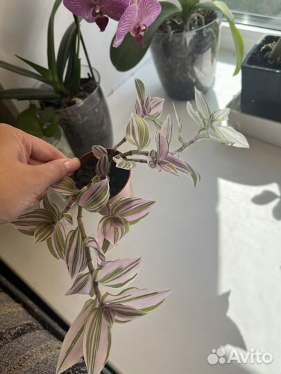 Традесканция