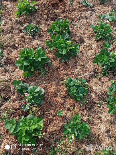 Мульча, солома, удобрения,грибные блоки