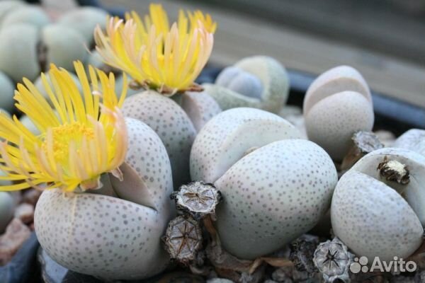 Суккулент динтерантус wilmotianus семена 5 шт