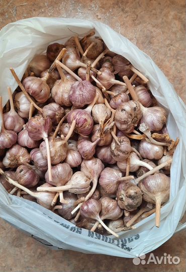 Чеснок озимый