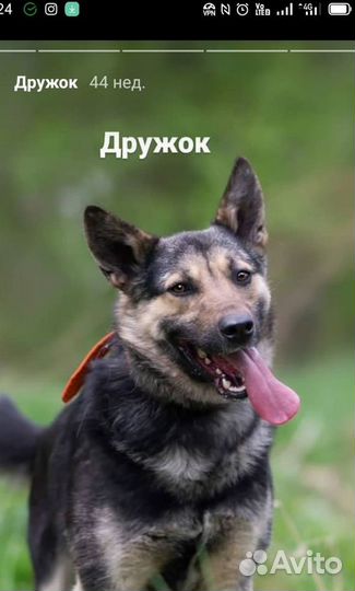 Собака в добрые руки