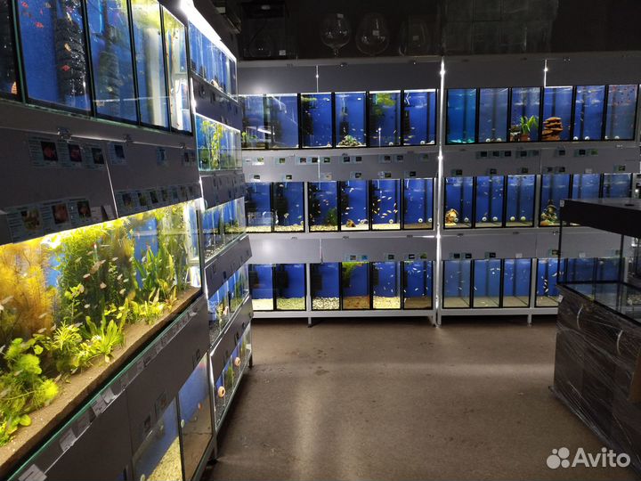 Аквариумные рыбки в Казани - Аквасалон Дискус