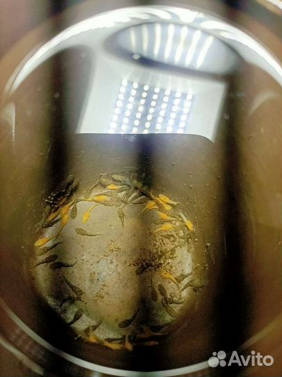 Сомики анциструсы