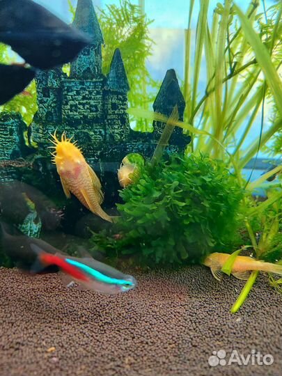 Сомики анциструсы чёрные и желтые