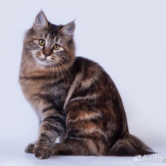 Курильский бобтейл