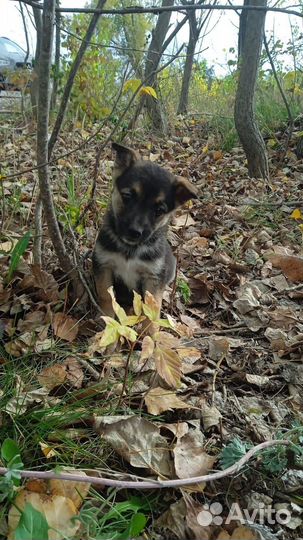 Щенки бесплатно