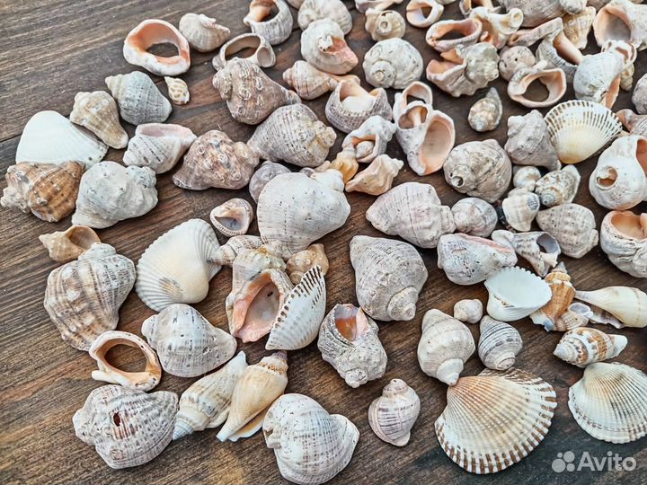 Морские ракушки для поделок