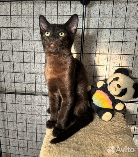 Котик в добрые руки