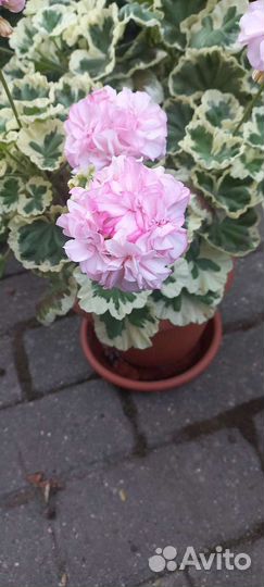 Пеларгония