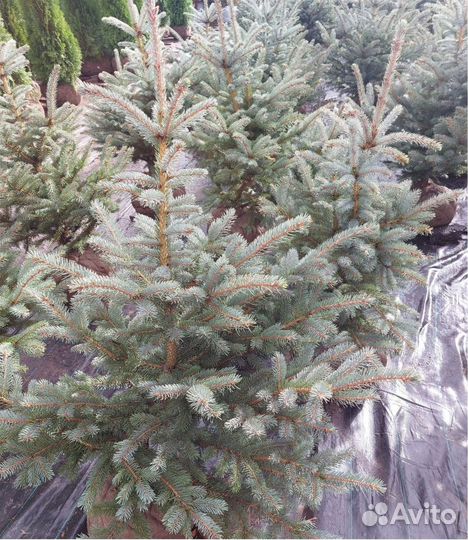 Кедр сибирский ель туя шаровидная можжевельник саж