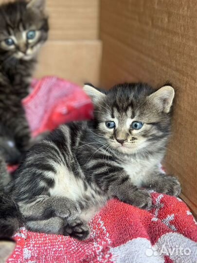 Котята в добрые руки
