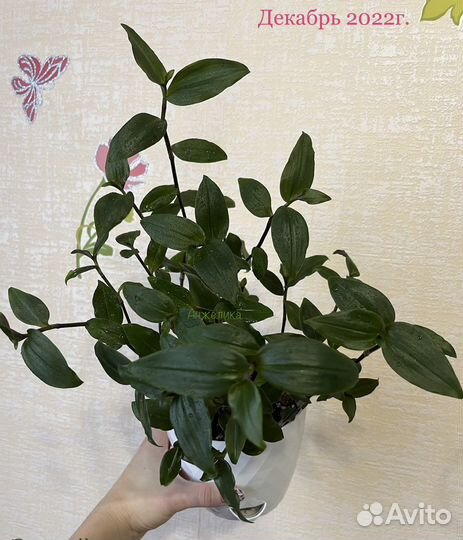 Традесканция 