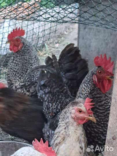 Инкубационное яйцо