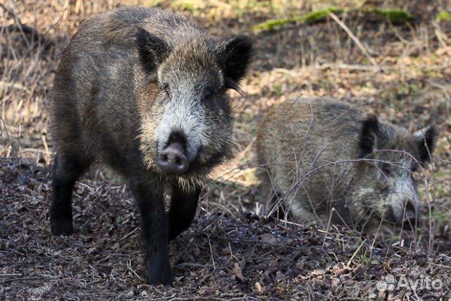 Турпоездка Калининград