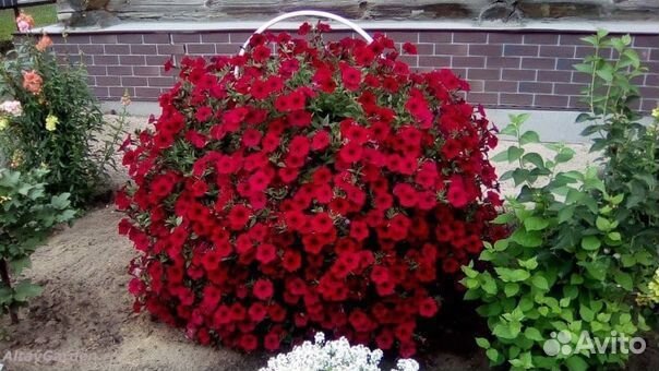 Тайдал петуния ампельная