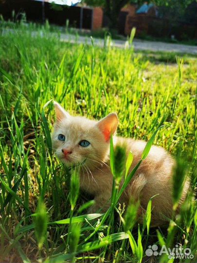 Милые котята в добрые руки