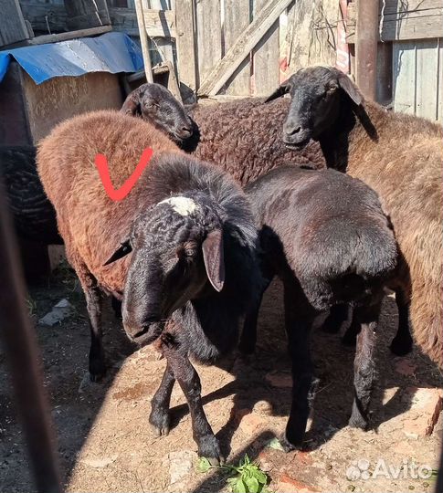 Племенной Баран