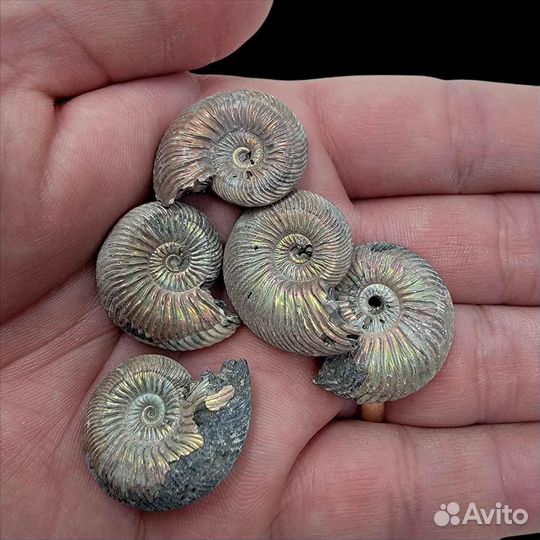 Пиритизированные Аммониты Quenstetoceras. Лот 30кг