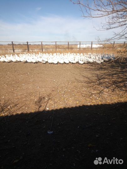 Продаются гуси