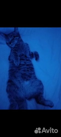 Отдаю кошечку со всем что нужно