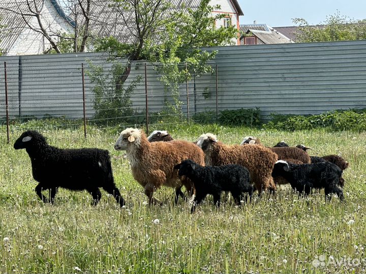 Бараны племенные
