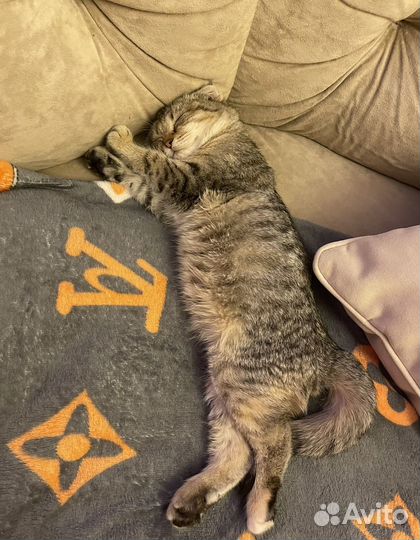 Шотланская кошечка котенок