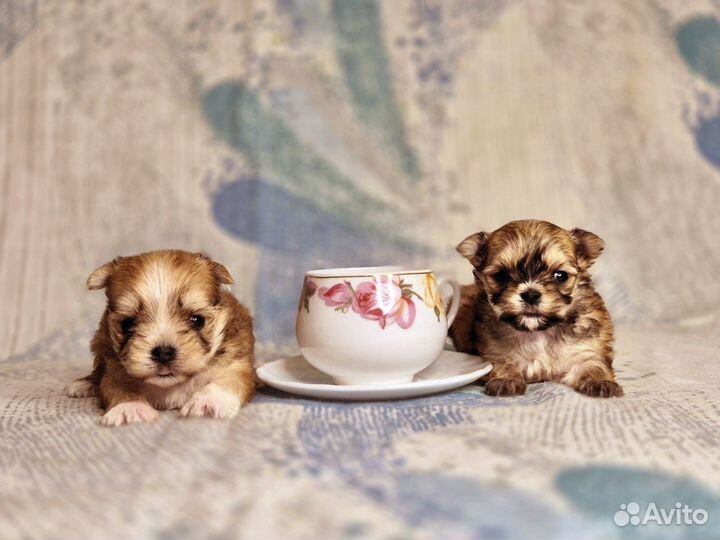 Супер кукольные мальтипу мини