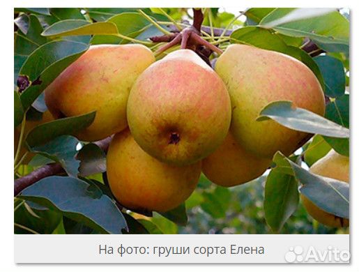 Мичуринские саженцы