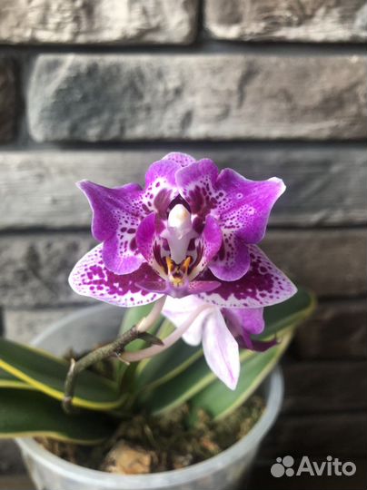 Орхидея фаленопсис бабочка