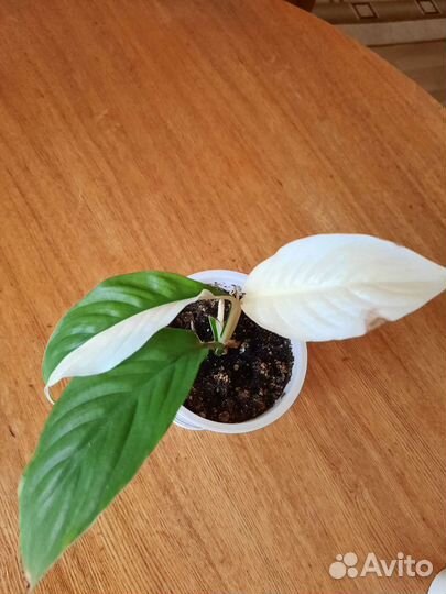 Сортовые фиалки и не только