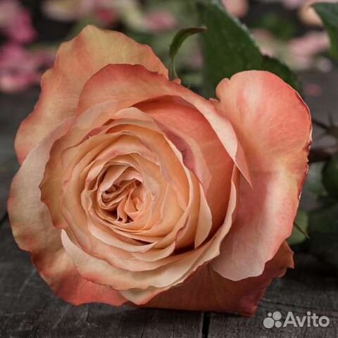 Роза пионовидная Кахала (Kahala)