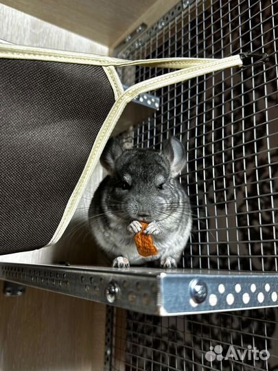 Витрина новая для шиншиллы