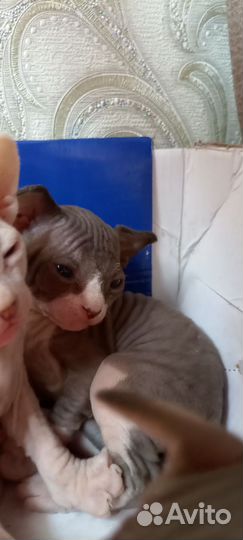 Котята канадского сфинкса