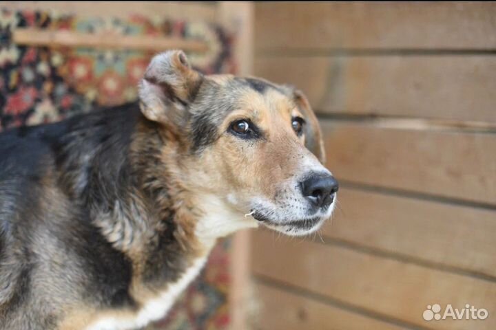 Собаки из приюта