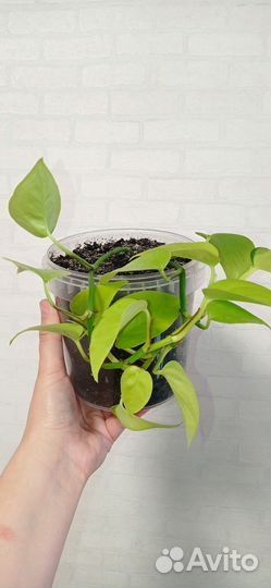 Сциндапсус Неон 2 шт в горшке 1 литр