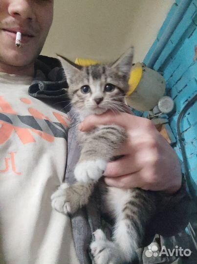 Отдам в хорошие руки котят. 3 девочки и 2 мальчика