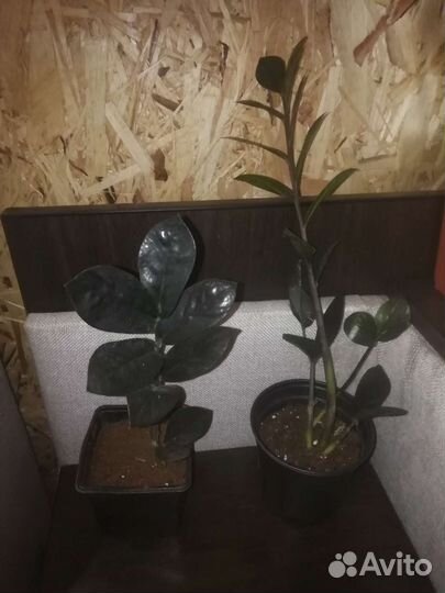 Комнатные растения