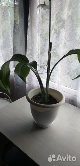 Комнатные цветы