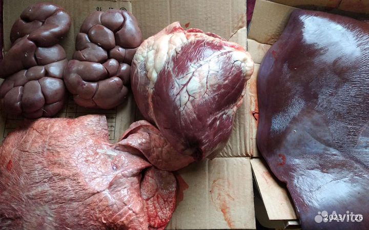 Субпродукты домашние. Ливер. Говядина и свинина