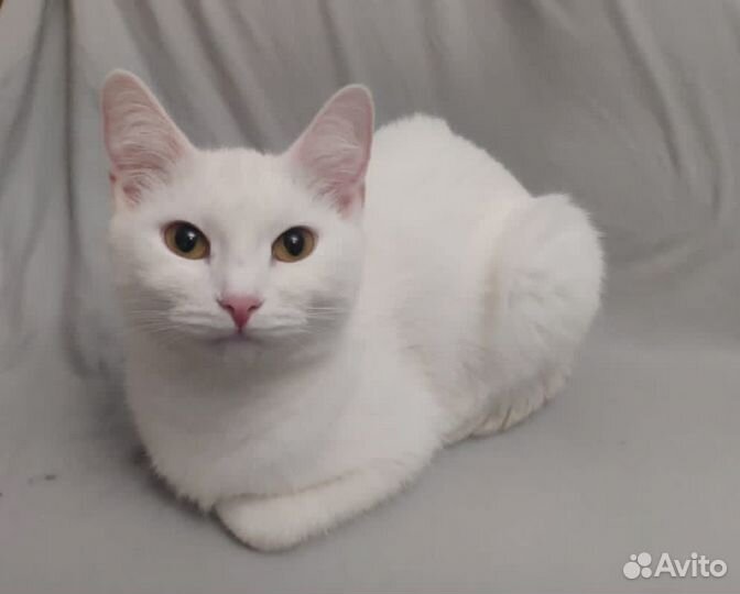 Абсолютно белая молодая кошка в дар
