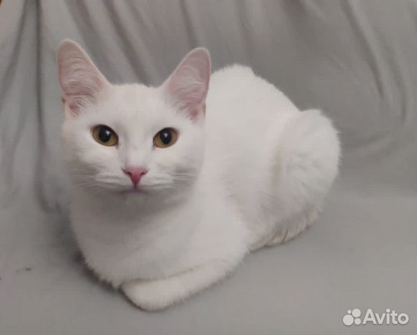 Абсолютно белая молодая кошка в дар