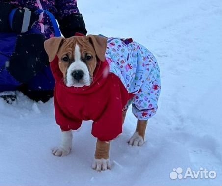 Одежда для собак комбинезон 33 см