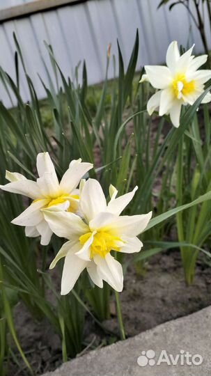 Луковицы нарциссов