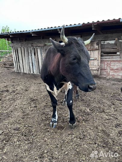 Корова дойная с теленком. Звоните объясню