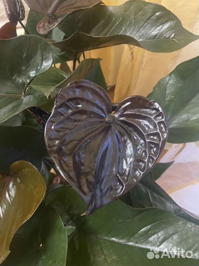 Антуриум Черный дракон