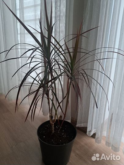 Пальма драцена